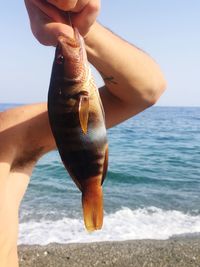 Close-up of hand holding fish at beach against clear sky