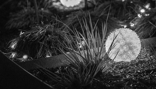Close-up of plant against sky