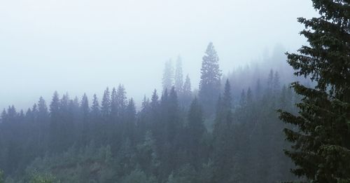Trees in forest against sky during winter