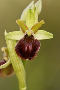 Close-up of red flower bud