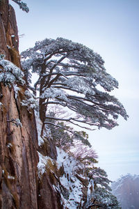 Low angle view of frozen tree against sky