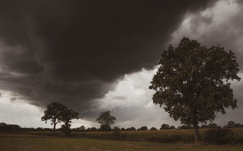Trees on field against sky