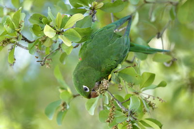 Close-up of a bird perching on plant