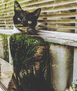 Close-up portrait of cat