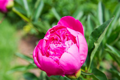 Close-up of pink rose