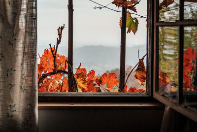 View through a window of idyllic old cabin, fall, autumn, nature, frame.
