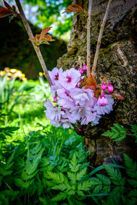 Close-up of butterfly pollinating on pink flower