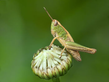 Close-up of insect on leaf