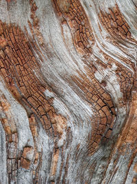 Full frame shot of tree trunk
