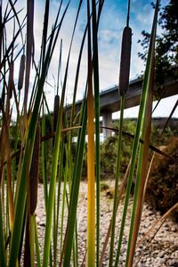 Close-up of bamboo plants on field against sky