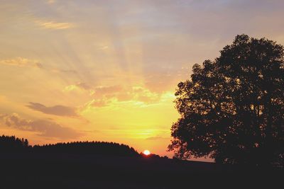 Silhouette of trees at sunset