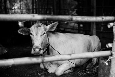 Cow in pen