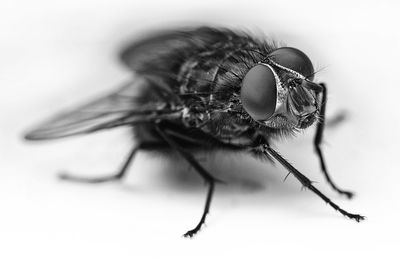 Close-up of housefly against white background