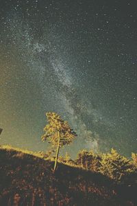 Low angle view of trees against star field