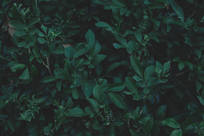 Full frame shot of plants growing on field