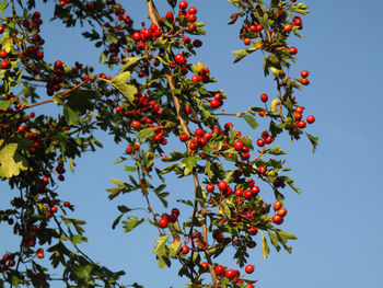 Low angle view of red berries on tree against sky