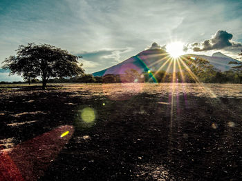 Scenic view of field against bright sun