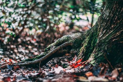 Close-up of moss growing on tree trunk