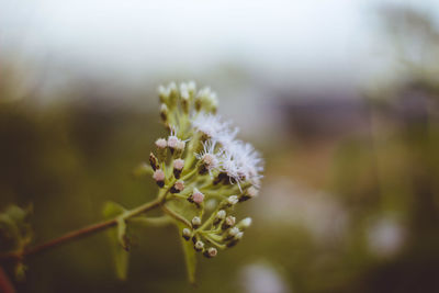 Close-up of white flowering plant