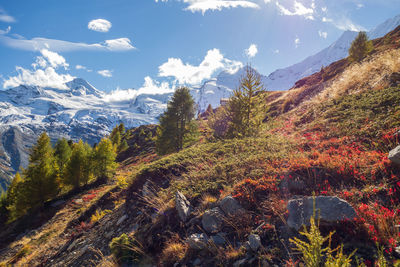 Hiking in the swiss alps