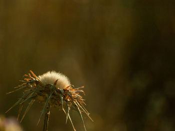 Close-up of wilted dandelion against blurred background