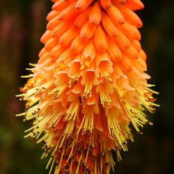 Close-up of orange flowering plant