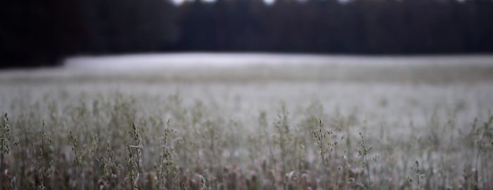 Close-up of crops in field