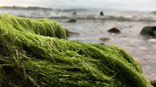 Close-up of moss growing on beach