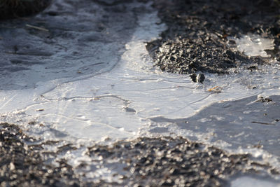 High angle view of small crab on beach