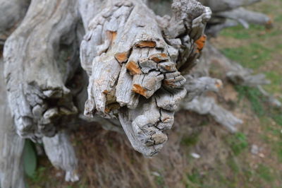 Close up of wood