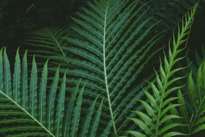 Close-up of palm tree leaves