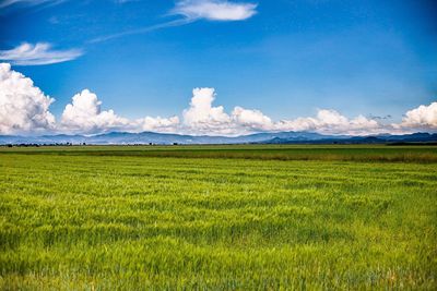 Scenic view of field against sky