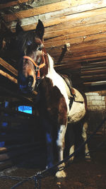 Dog standing in stable