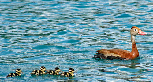 Duck swimming with ducklings on lake