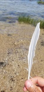 Close-up of hand holding feather at beach