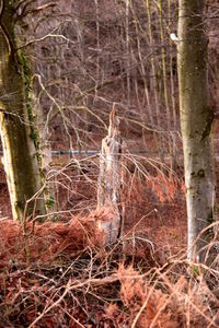 Close-up of squirrel on tree in forest