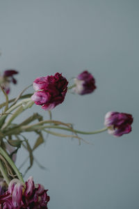 Close-up of pink flower against white background