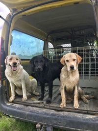 Portrait of dogs in car trunk