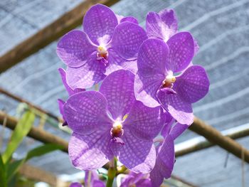 Close-up of flowers against blurred background