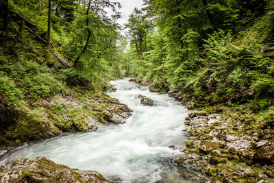 Stream flowing through rocks in forest
