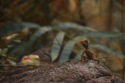 Close-up of lizard on rock