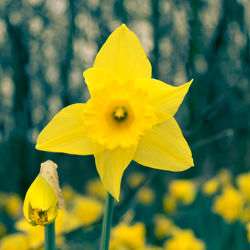 Close-up of yellow daffodil blooming outdoors