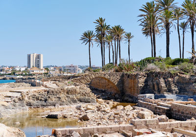 Panoramic shot of palm trees against clear sky