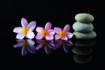Close-up of purple flowers against black background