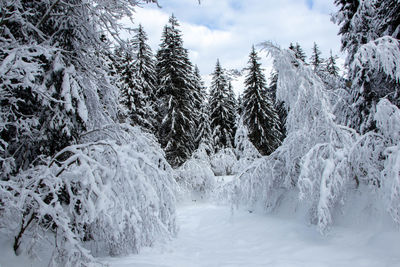 Snow covered trees against sky