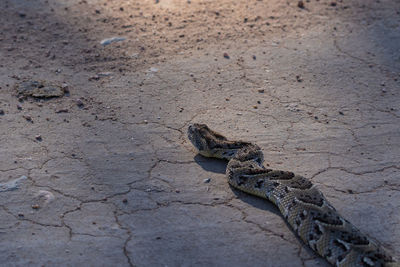 High angle view of lizard on land