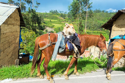 Calf tied on horseback against landscape