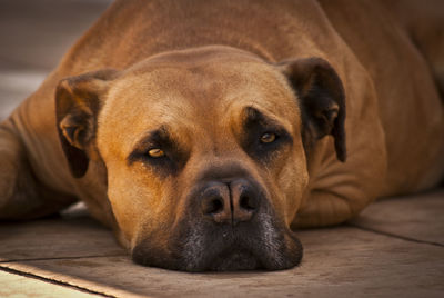 Close-up portrait of dog resting on floor