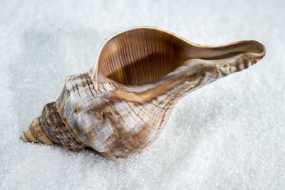 shell