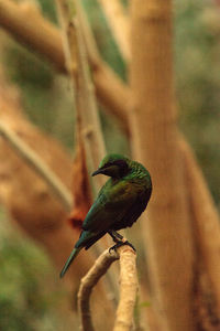 Close-up of bird perching on leaf